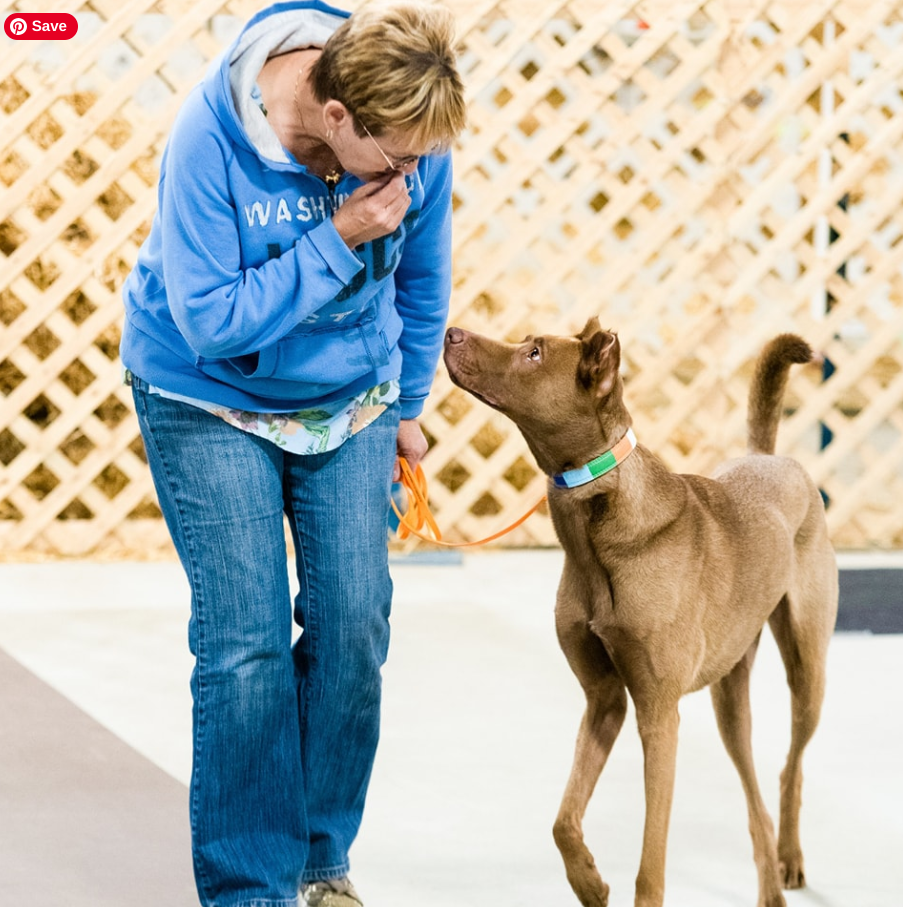 Private dog obedience sales training